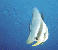 Fledermausfisch