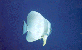Fledermausfisch