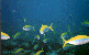 Fische
