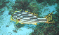 Orientalische S��lippe mit Putzerfisch